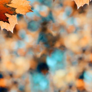 POZOR! Zber šípok končí!